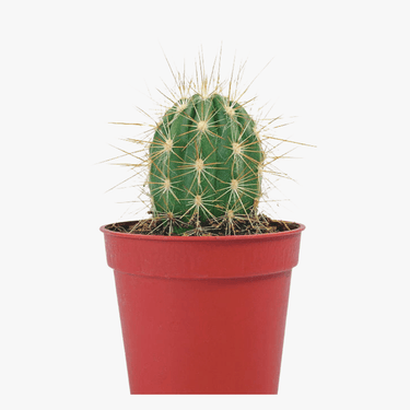 Cactus Mini Plant,chin-cactus; spider cactus,Buy Calathea Medallion Online,Calathea Medallion Care Guide